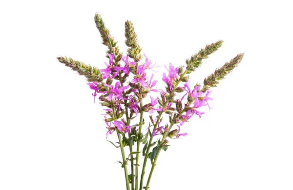 Prairie Fleurs Isolées Sur Fond Blanc — Photo