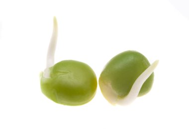 Beyaz arkaplanda filizlenmiş bezelyeler