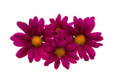 Kasımpatı beyaz arkaplanda izole edildi