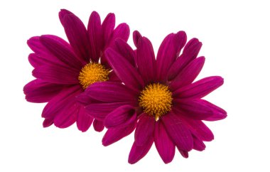 Kasımpatı beyaz arkaplanda izole edildi