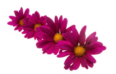 Kasımpatı beyaz arkaplanda izole edildi