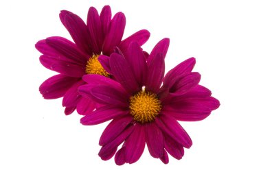 Kasımpatı beyaz arkaplanda izole edildi