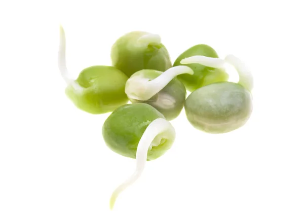 白い背景に孤立したエンドウ豆を発芽させ — ストック写真