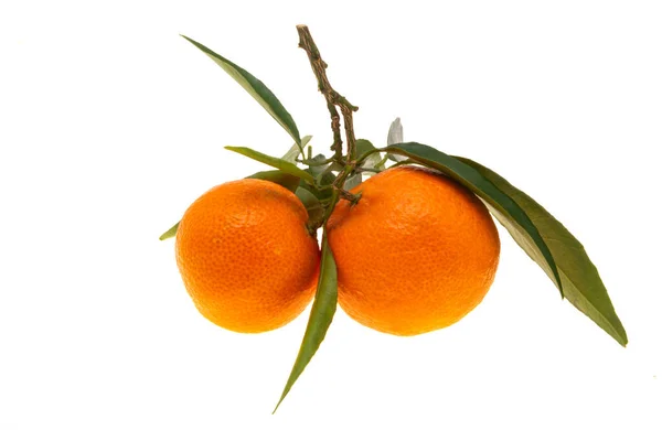 Mandarinas Con Hojas Aisladas Sobre Fondo Blanco —  Fotos de Stock