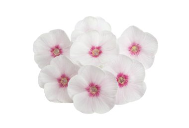 phlox çiçekleri beyaz arkaplanda izole edildi