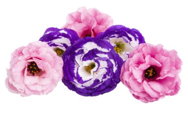 Beyaz arkaplanda izole edilmiş östoma çiçeği