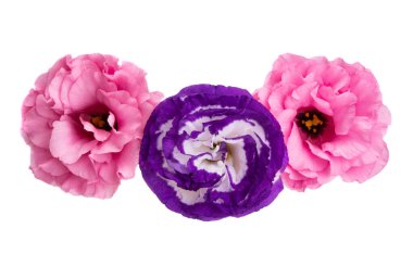 Beyaz arkaplanda izole edilmiş östoma çiçeği