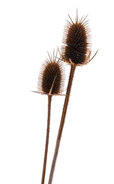 kuru devedikeni beyaz arkaplanda izole edildi