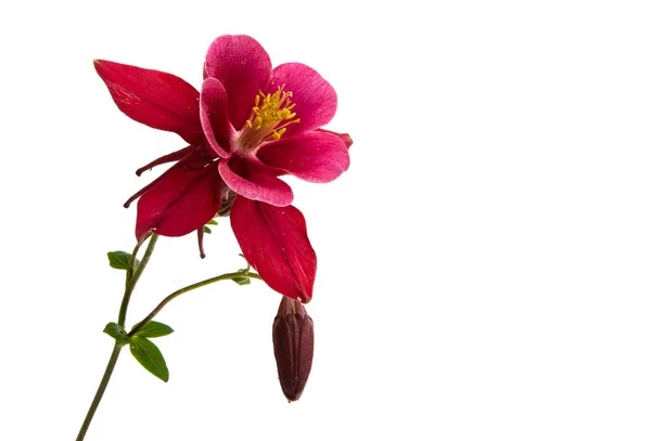 Červená Aquilegia Izolované Bílém Pozadí — Stock fotografie