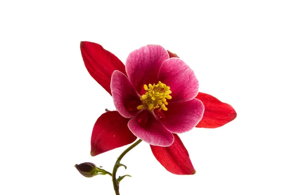 Aquilegia Roja Aislada Sobre Fondo Blanco — Foto de Stock