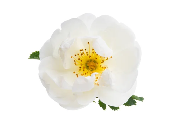 Biała Róża Izolowana Białym Tle — Zdjęcie stockowe