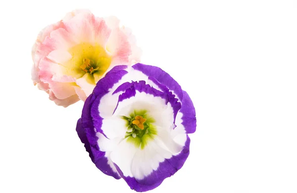 Eustoma Flower Isolated White Background — Stock Photo, Image