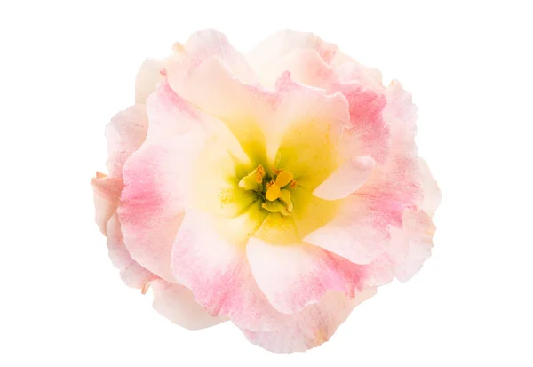Eustoma Květ Izolované Bílém Pozadí — Stock fotografie