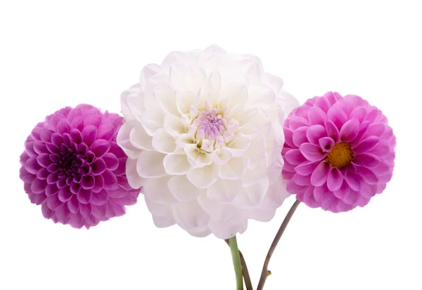 Yıldız Çiçekleri Beyaz Arkaplanda Izole Edilmiş — Stok fotoğraf