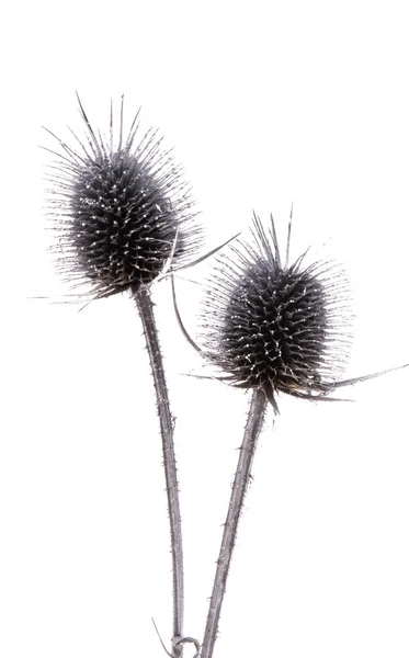 Dry Thistle Isolated White Background — Stock Photo, Image