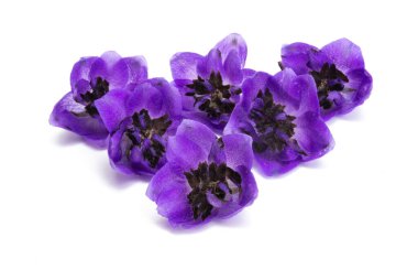 beyaz arkaplanda izole edilmiş delinyum çiçeği