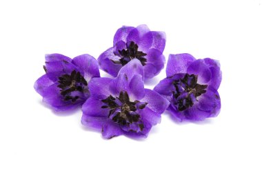 beyaz arkaplanda izole edilmiş delinyum çiçeği