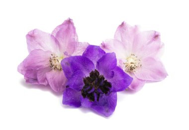 beyaz arkaplanda izole edilmiş delinyum çiçeği