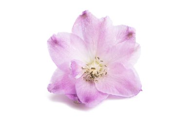 beyaz arkaplanda izole edilmiş delinyum çiçeği