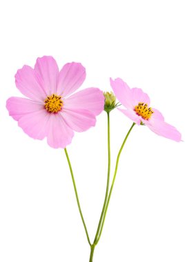 Beyaz arkaplanda izole edilmiş kozmos çiçekleri