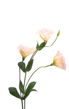 Çiçekler beyaz arkaplanda izole edilmiş.