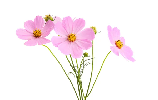 Cosmos Fleurs Isolées Sur Fond Blanc — Photo