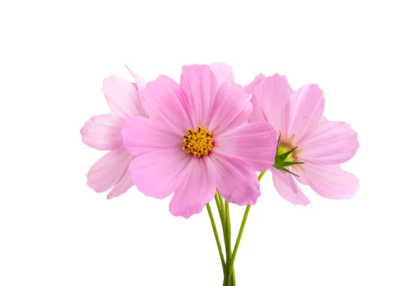 Cosmos Fleurs Isolées Sur Fond Blanc — Photo