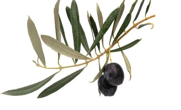 Ramo Con Olive Isolate Fondo Bianco — Foto Stock