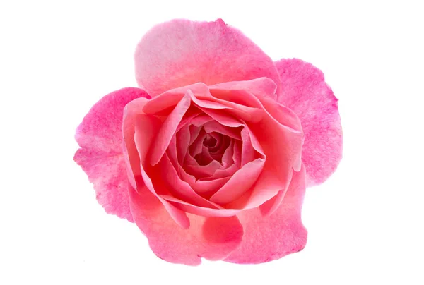 Pink Rose Geïsoleerd Witte Achtergrond — Stockfoto