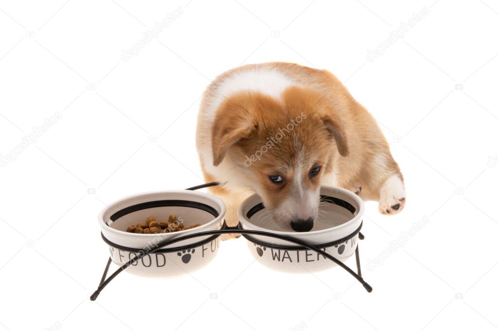 corgi puppy with bowls for food and water isolated on white background