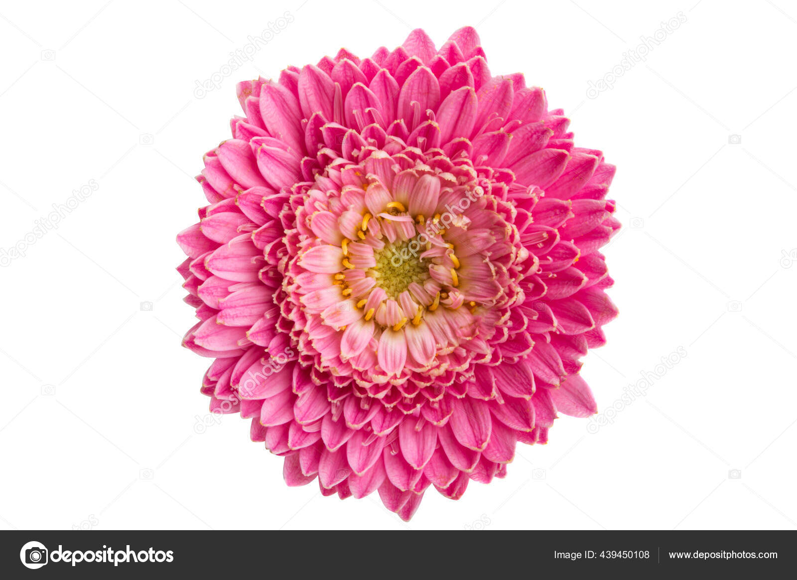 白い背景に孤立した美しいガーベラの花 ストック写真 C Ksena32 白い背景に孤立した美しいガーベラの花 ストック写真 C Ksena32