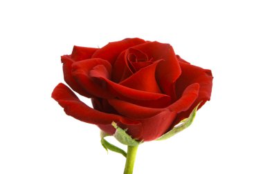 Koyu kırmızı gül beyaz arkaplanda izole