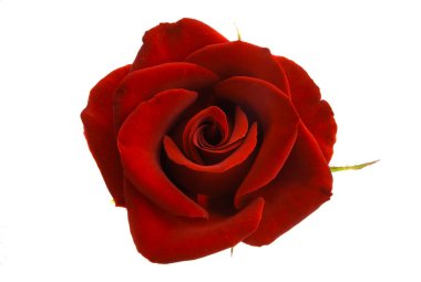 Koyu kırmızı gül beyaz arkaplanda izole