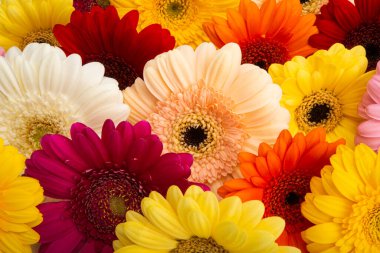 Güzel Gerbera çiçekleri beyaz arka planda izole edilmiş