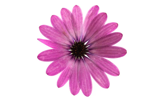 Osteosperumum Blomma Daisy Isolerad Vit Bakgrund — Stockfoto