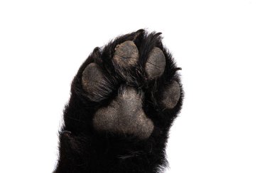 Yavru köpek pençesi beyaz arkaplanda izole