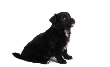 Siyah köpek yavrusu beyaz arka planda izole edilmiş