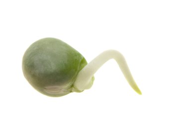 Beyaz arkaplanda filizlenmiş bezelyeler