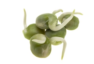 Beyaz arkaplanda filizlenmiş bezelyeler