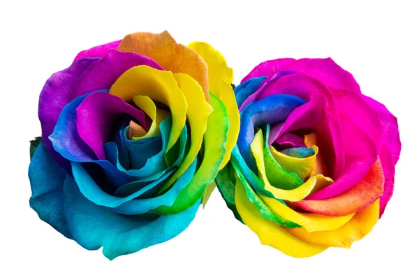Rosas Multicolores Aisladas Sobre Fondo Blanco —  Fotos de Stock