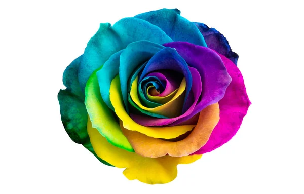 Rosas Multicolores Aisladas Sobre Fondo Blanco —  Fotos de Stock