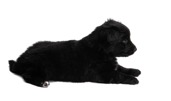 Black Puppy Isolated White Background — Stock Photo, Image