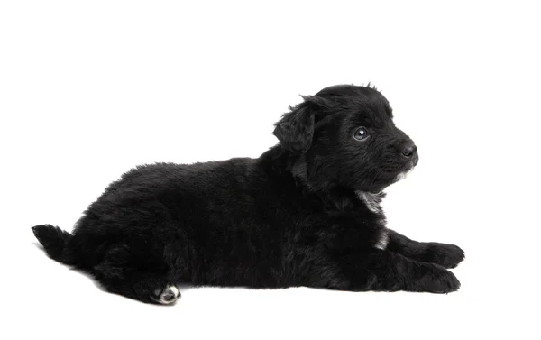 Cachorro Negro Aislado Sobre Fondo Blanco —  Fotos de Stock