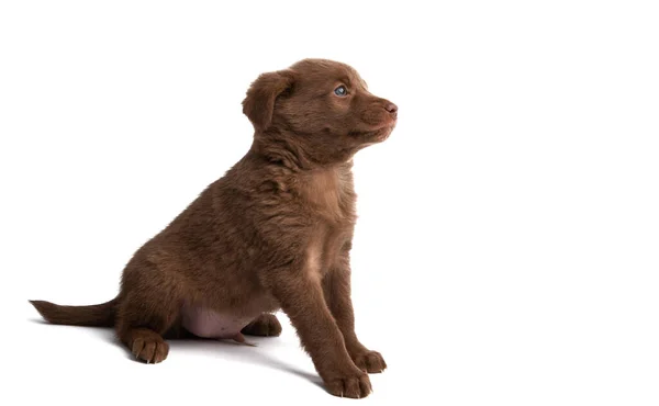 Kastanje Puppy Geïsoleerd Witte Achtergrond — Stockfoto