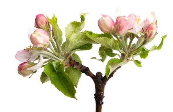 Jabłoń Kwiaty Izolowane Białym Tle — Zdjęcie stockowe