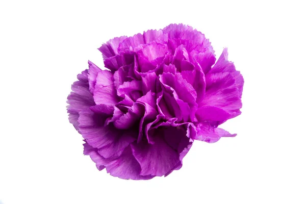 Lilac Carnation Isolated White Background — Stock Photo, Image