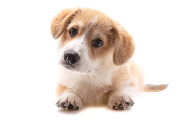 Corgi Puppy Isolated White Background — Stock Photo, Image