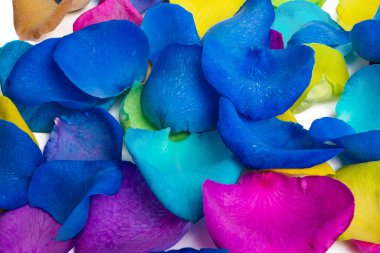 Renkli gül yapraklarının arkaplanı