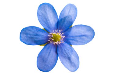 Hepatica Nobilis - beyaz arka planda izole edilmiş ilk bahar çiçeği