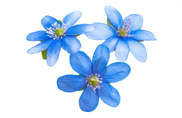 Hepatica Nobilis Eerste Lentebloem Geïsoleerd Witte Achtergrond — Stockfoto